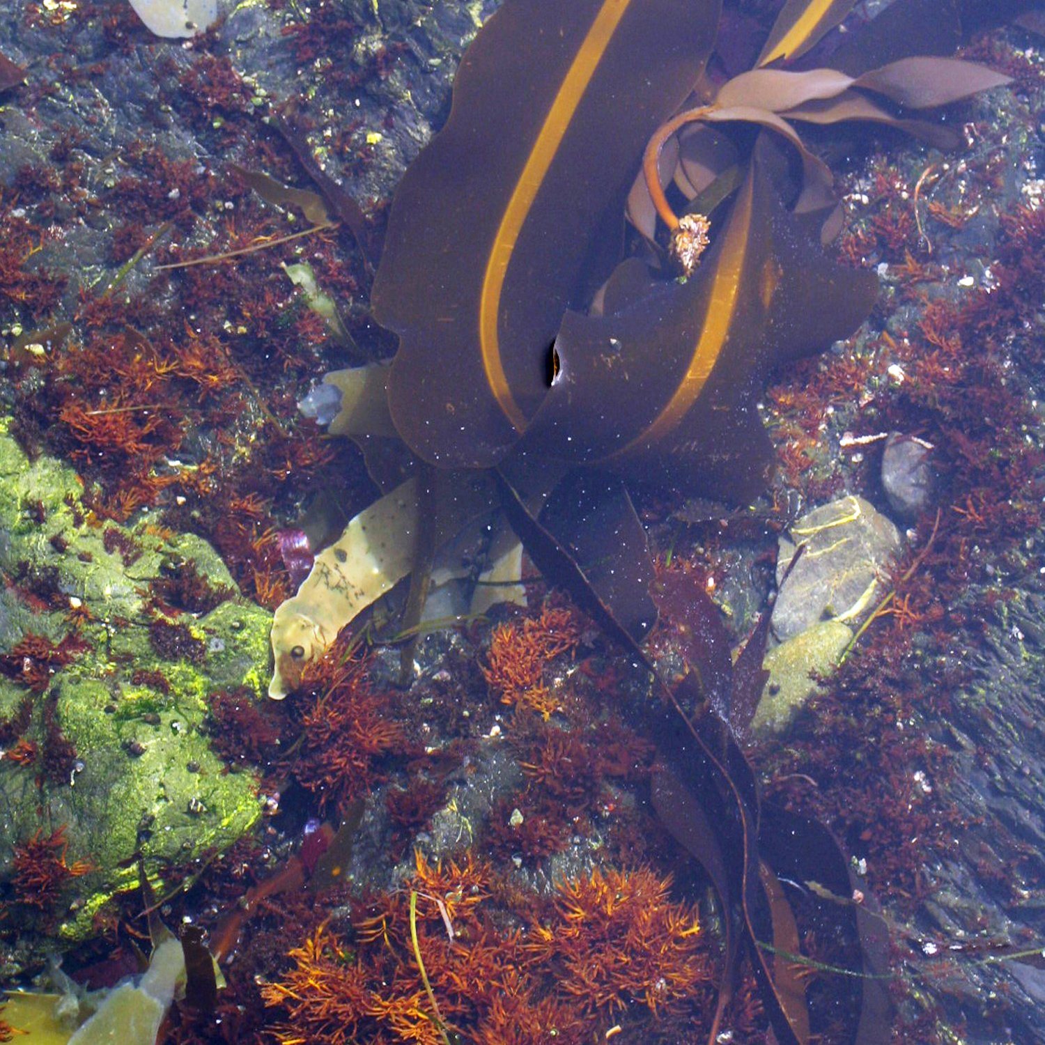 kelp.jpg