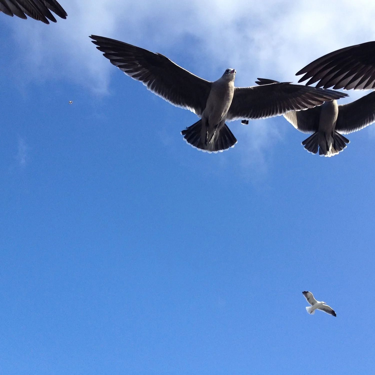 birds 2.jpg