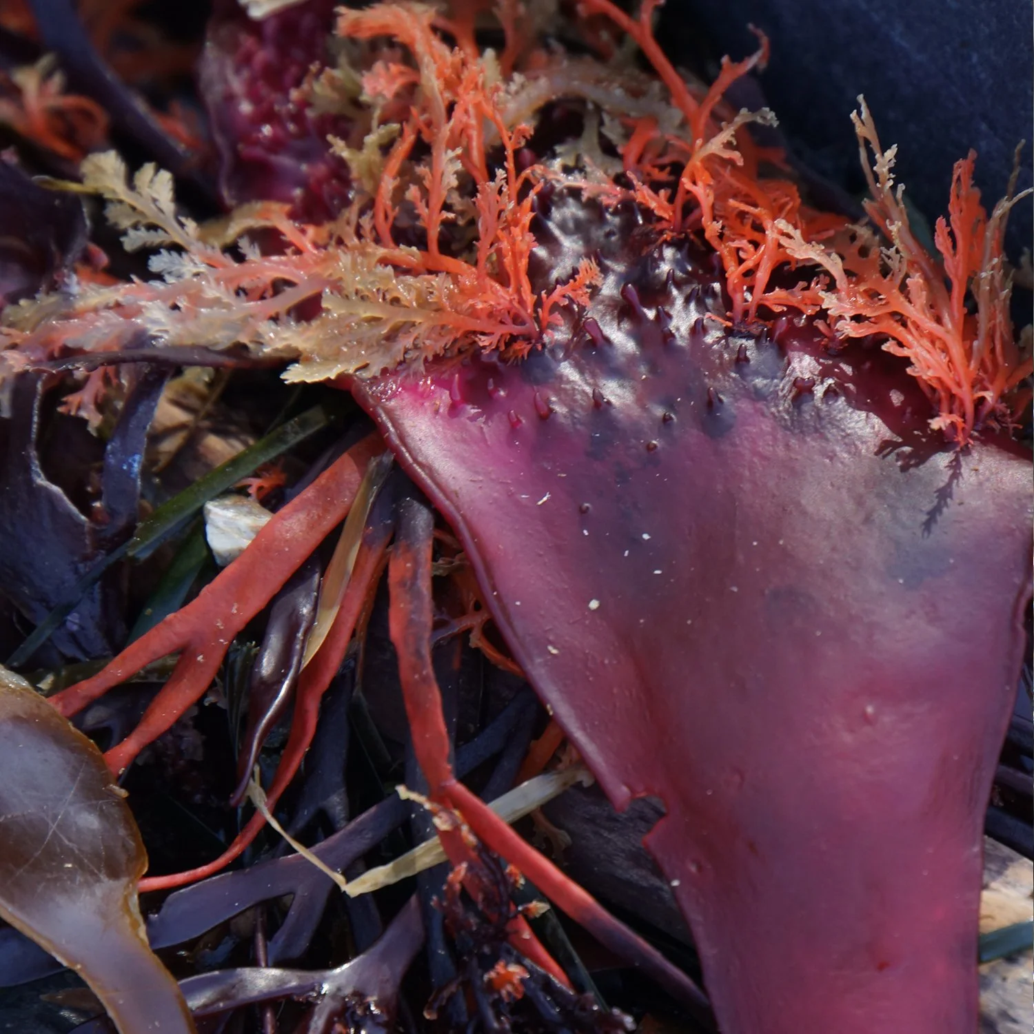 random sea stuff.jpg