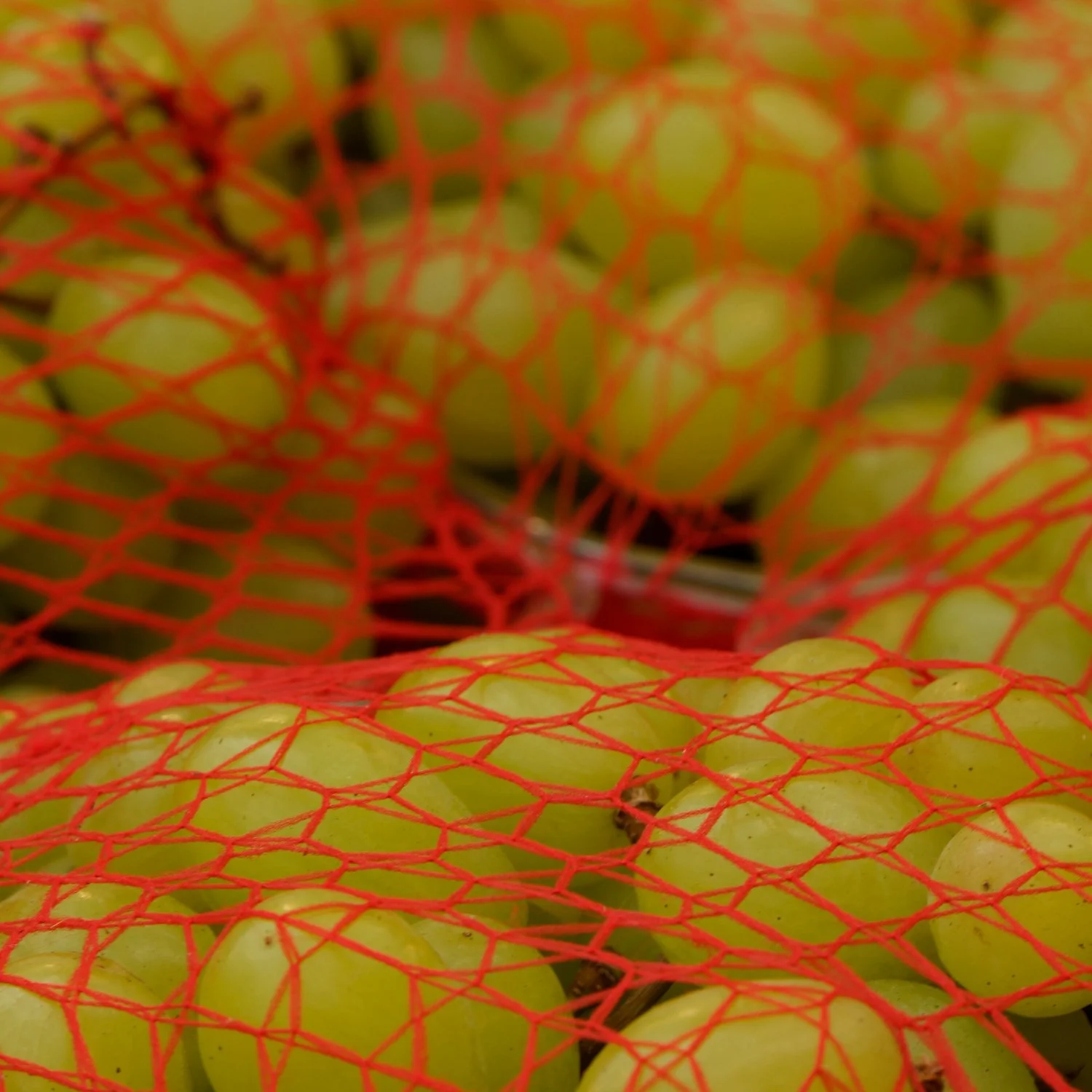 netted grapes.jpg