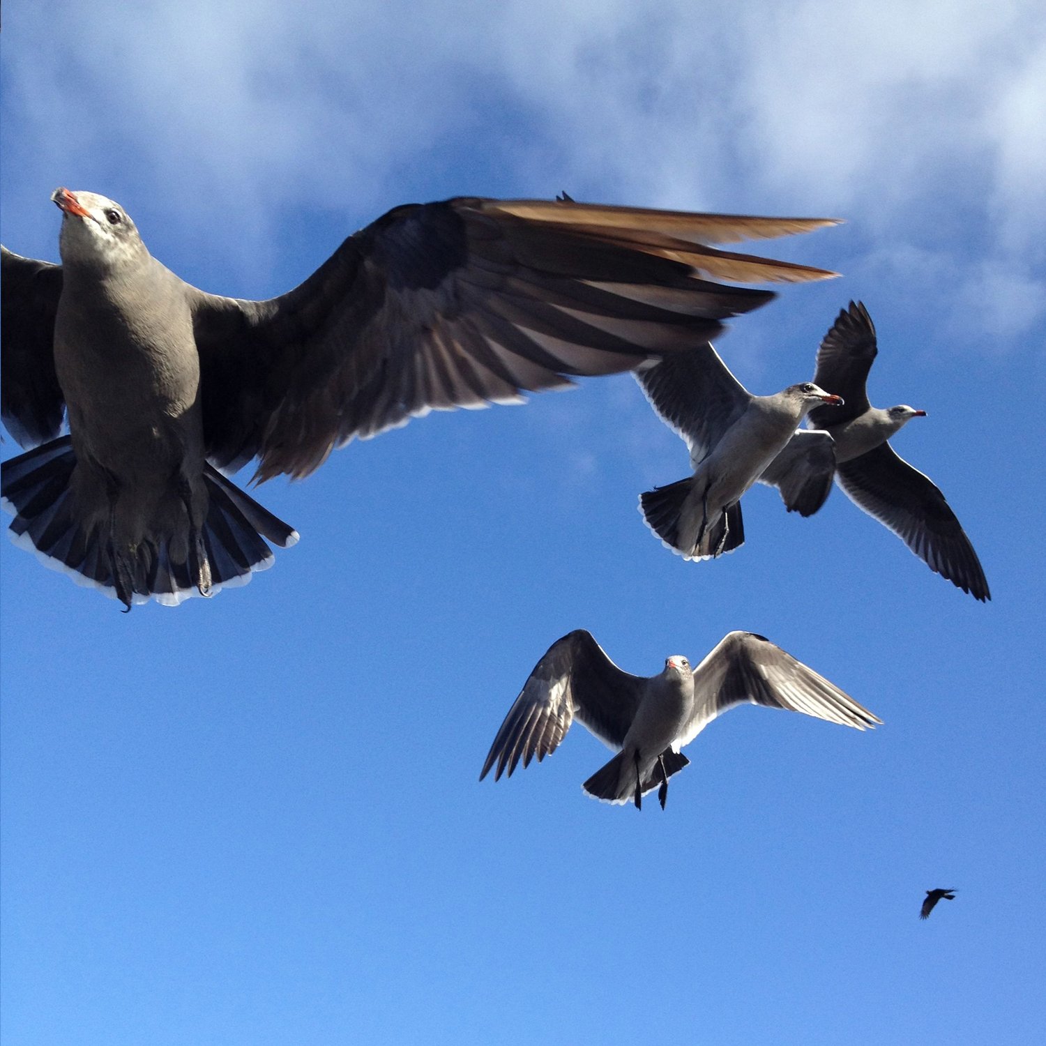 birds 3.jpg