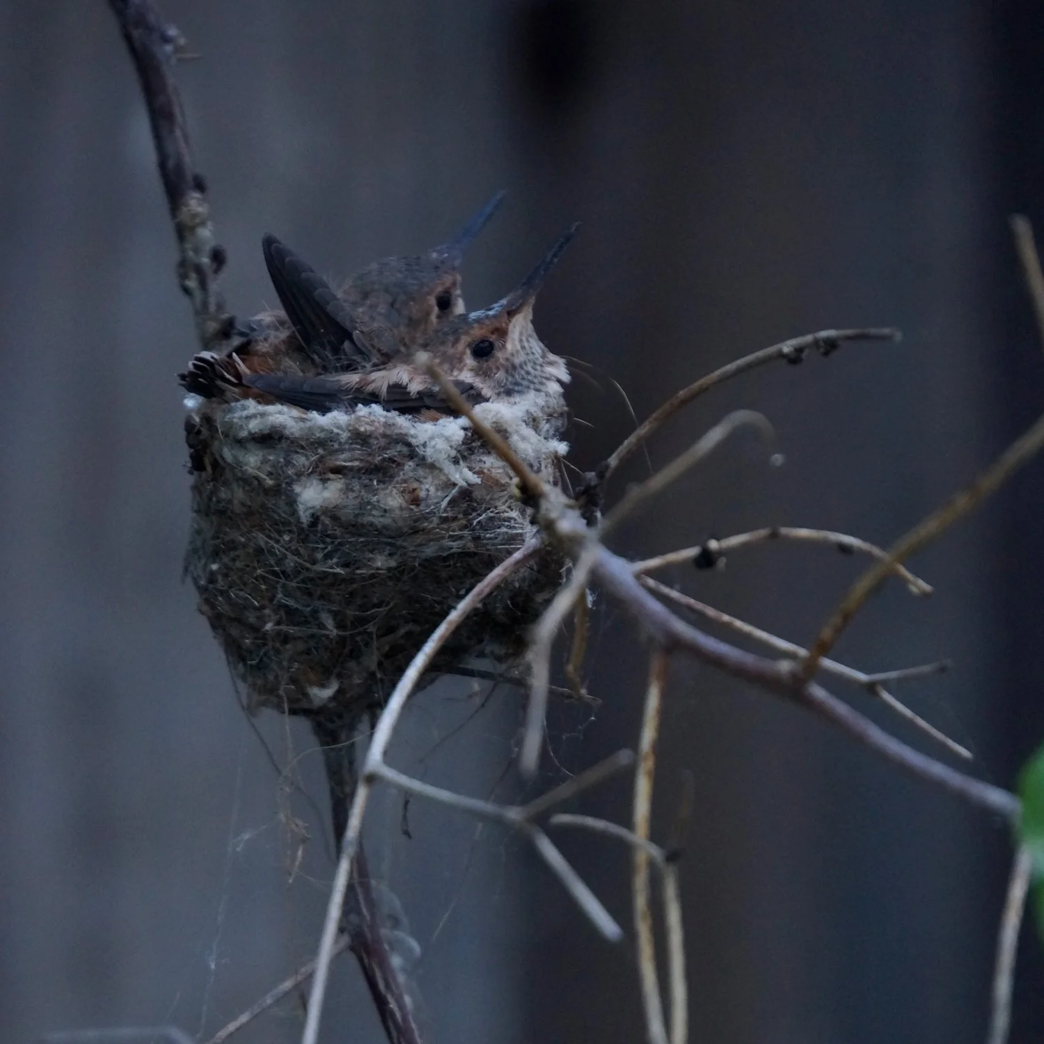 hummingbirdbabies_2.jpg