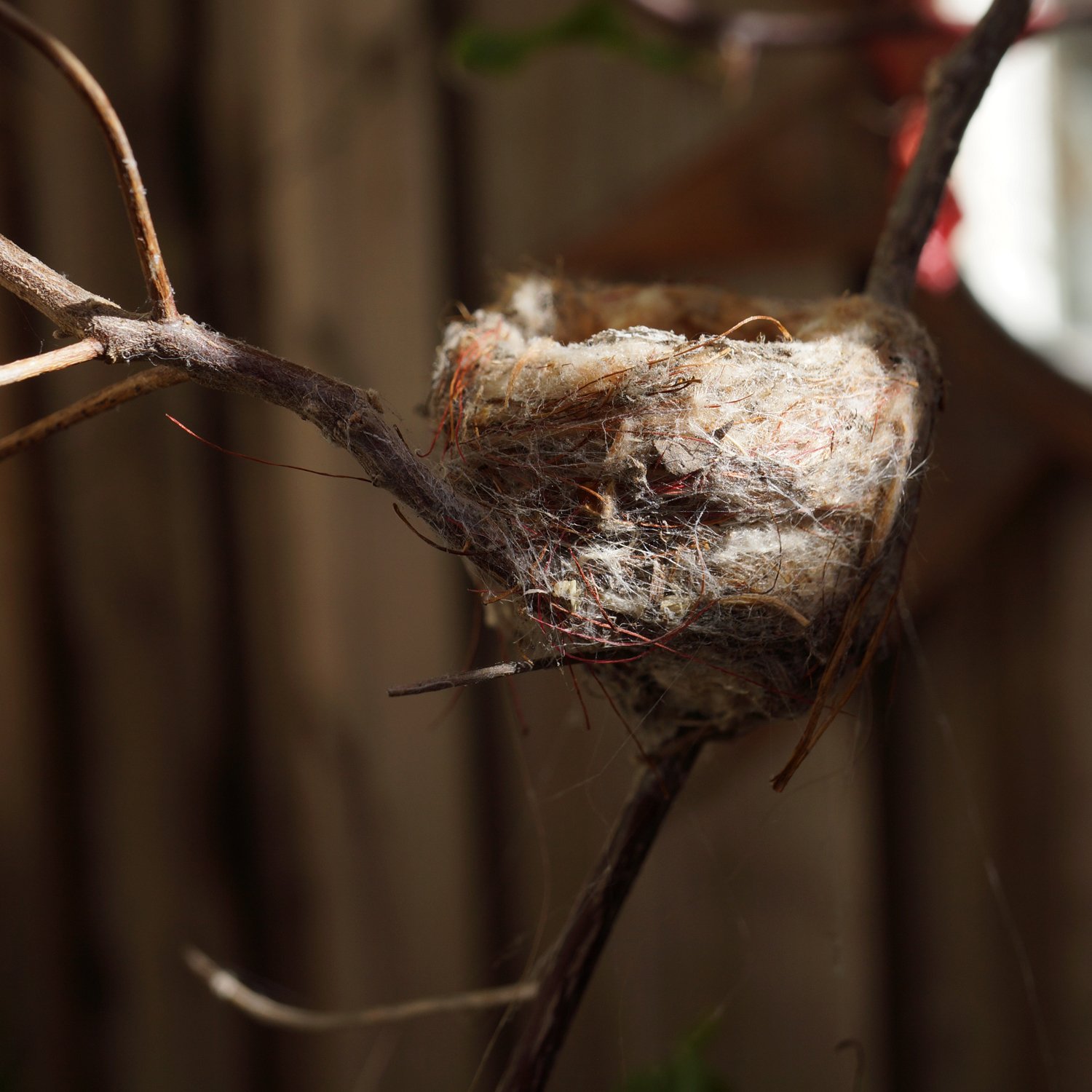 hummingbirdbabies_4.jpg
