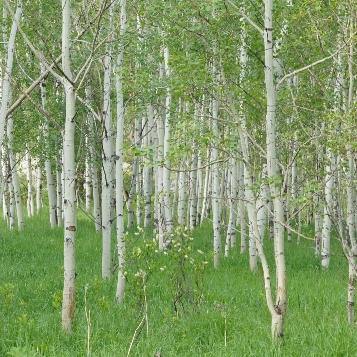 Birches.jpg