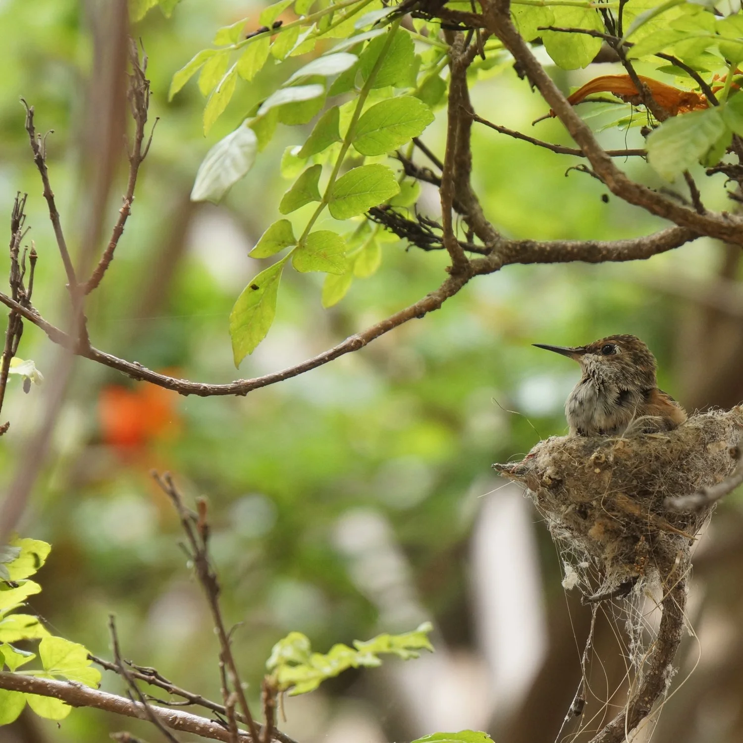 hummingbirdbabies_5.jpg