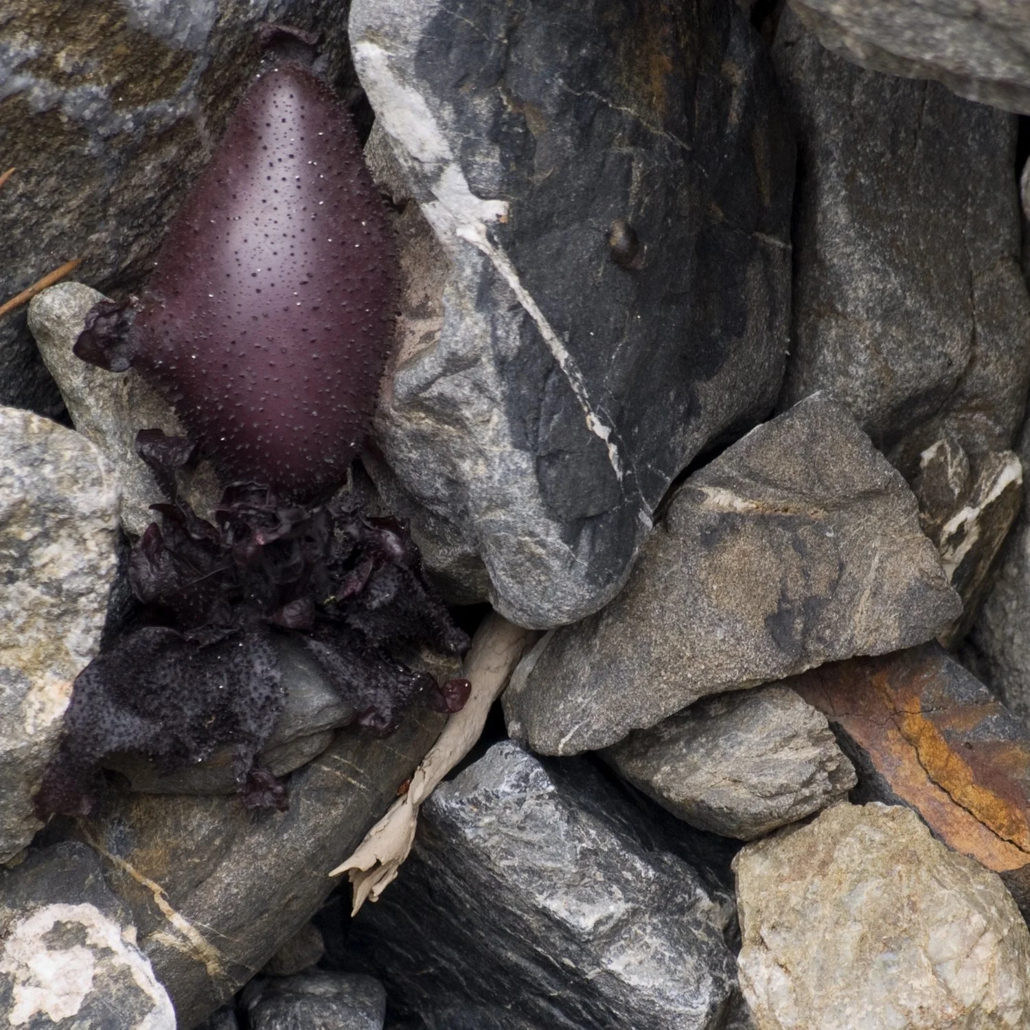 purple pillow spikey thing.jpg