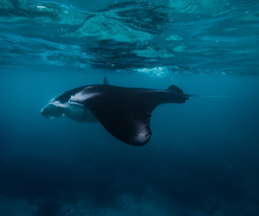 so so so happy to have found the place of my dreams where I can roll out of bed into the water and swim with mantas every day!!! raja ampat I love you!