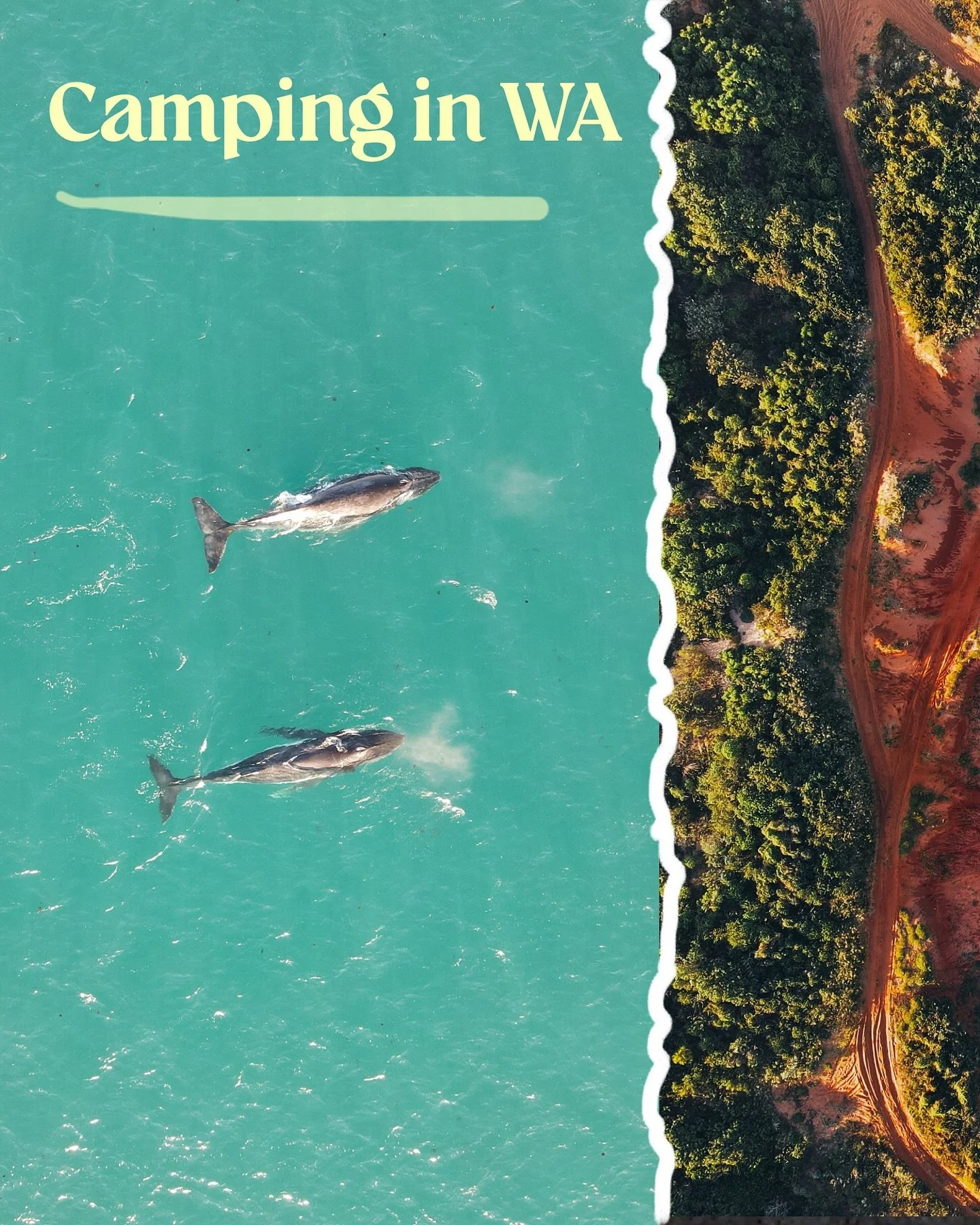 first weekend away camping in the wilds of WA 🏕️
saw a dingo. met a kangaroo.
and then &mdash; sunrise whales 🐋✨ (scroll for a playful whale!!)

#westernaustraliauncovered #westisbest #adventurewa #wildcamp #humpbackwhale #womenwhodrone #dronephoto