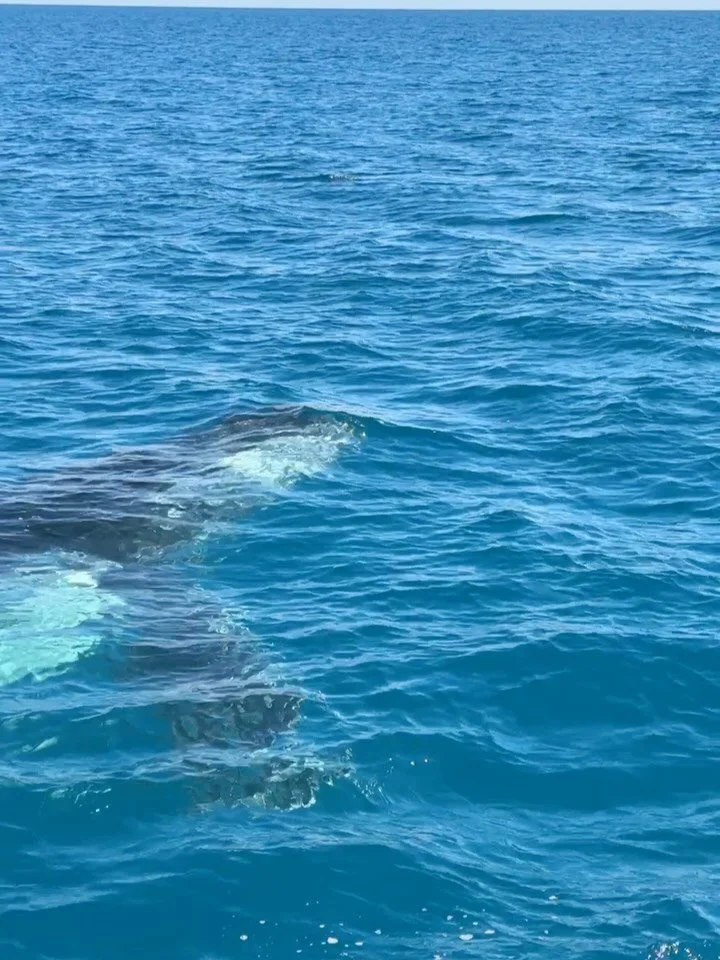 working the whale season in broome, WA 📍🐋

1. curious whales &amp; calves giving us a wave as they swim alongside us
2. in my element with a ginger beer, pizza, sunsets &amp; @emily_masterson 
3. meet whale guide Kat (ready to yammer on for hours)
