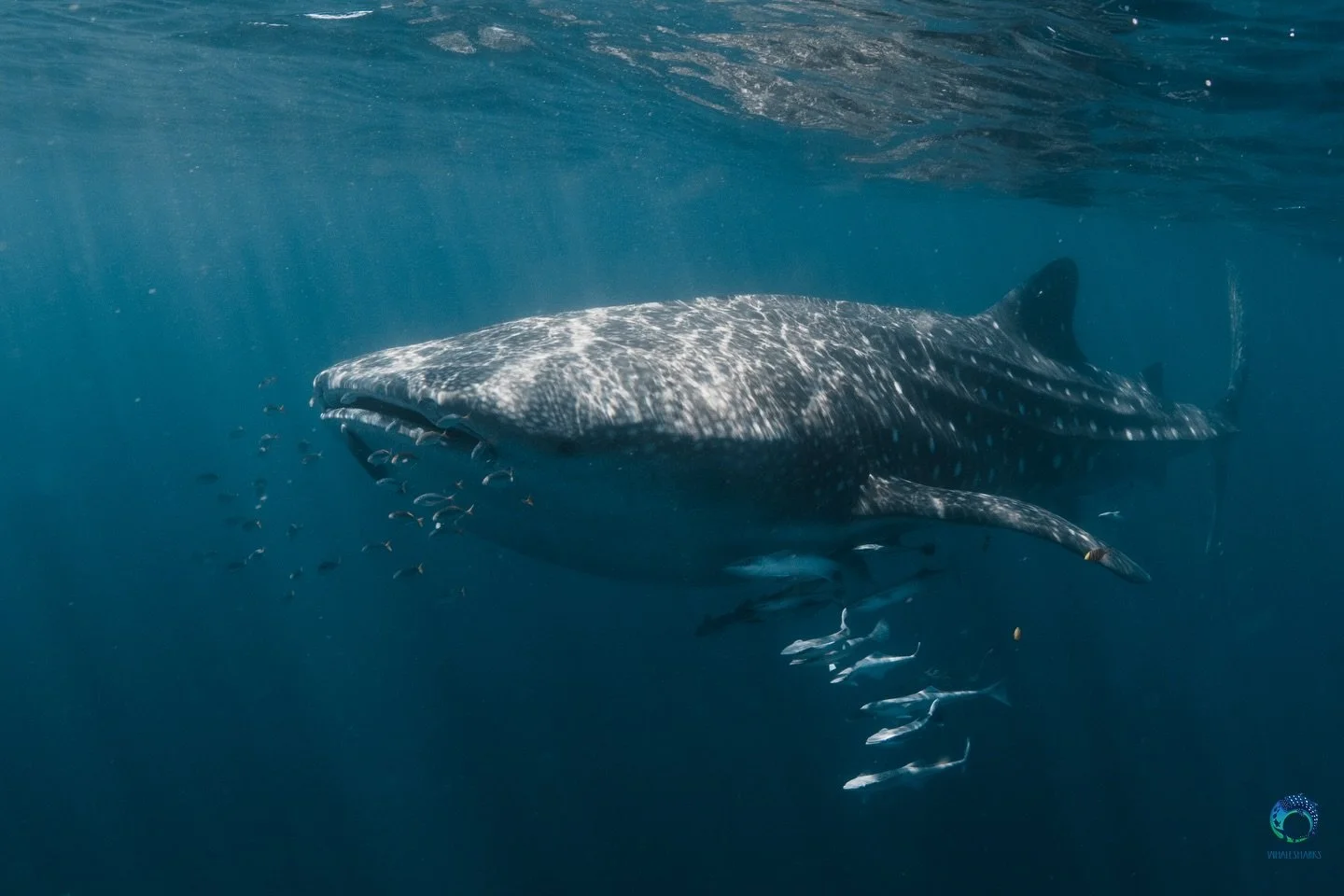 NINGALOO REEF / Nyinggulu 🪸🐋

I finally made it here after years of dreaming. 

a snapshot of the wildlife you can see here - one week and it&rsquo;s already blown my mind! 

whale sharks, tiger sharks, mantas barrel rolling, manta babies and melan