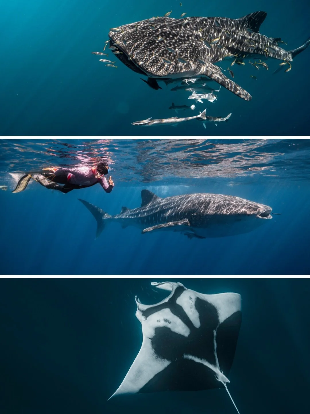 Hi this is me working in my dream location on the ningaloo reef!! ✨

we&rsquo;ve had some epic days out on the water, from humpback and minke whales, to tiger sharks, manta rays and of course our famous whale sharks! 

thank you so much @0liviasmith 