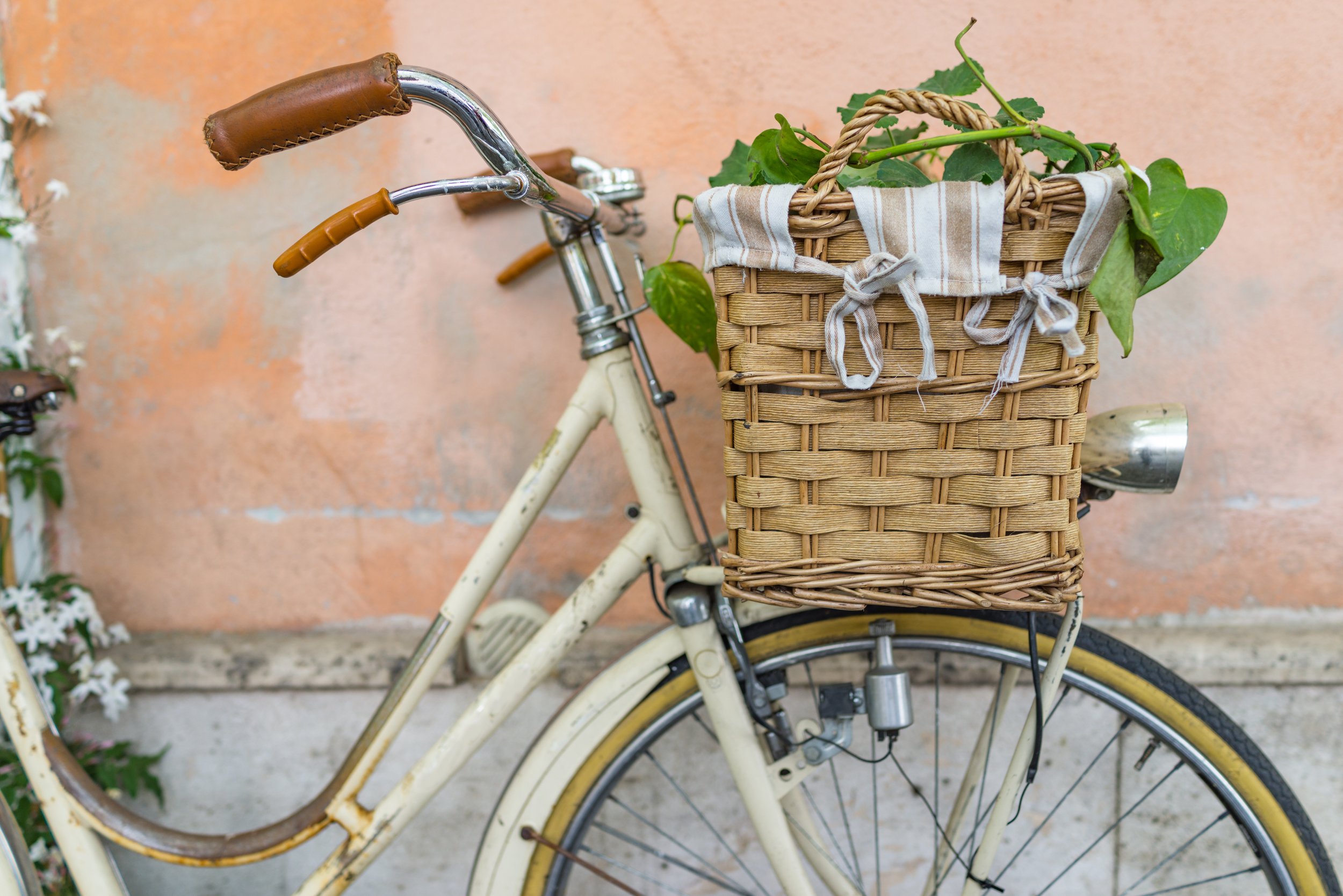 bicycle with plant.jpeg
