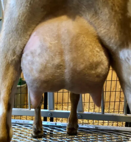 Mocha's yearling daughter: RUSSIAN RIDGE MISS BUTTERCUP 2*M
Photo courtesy of Fredin Acres