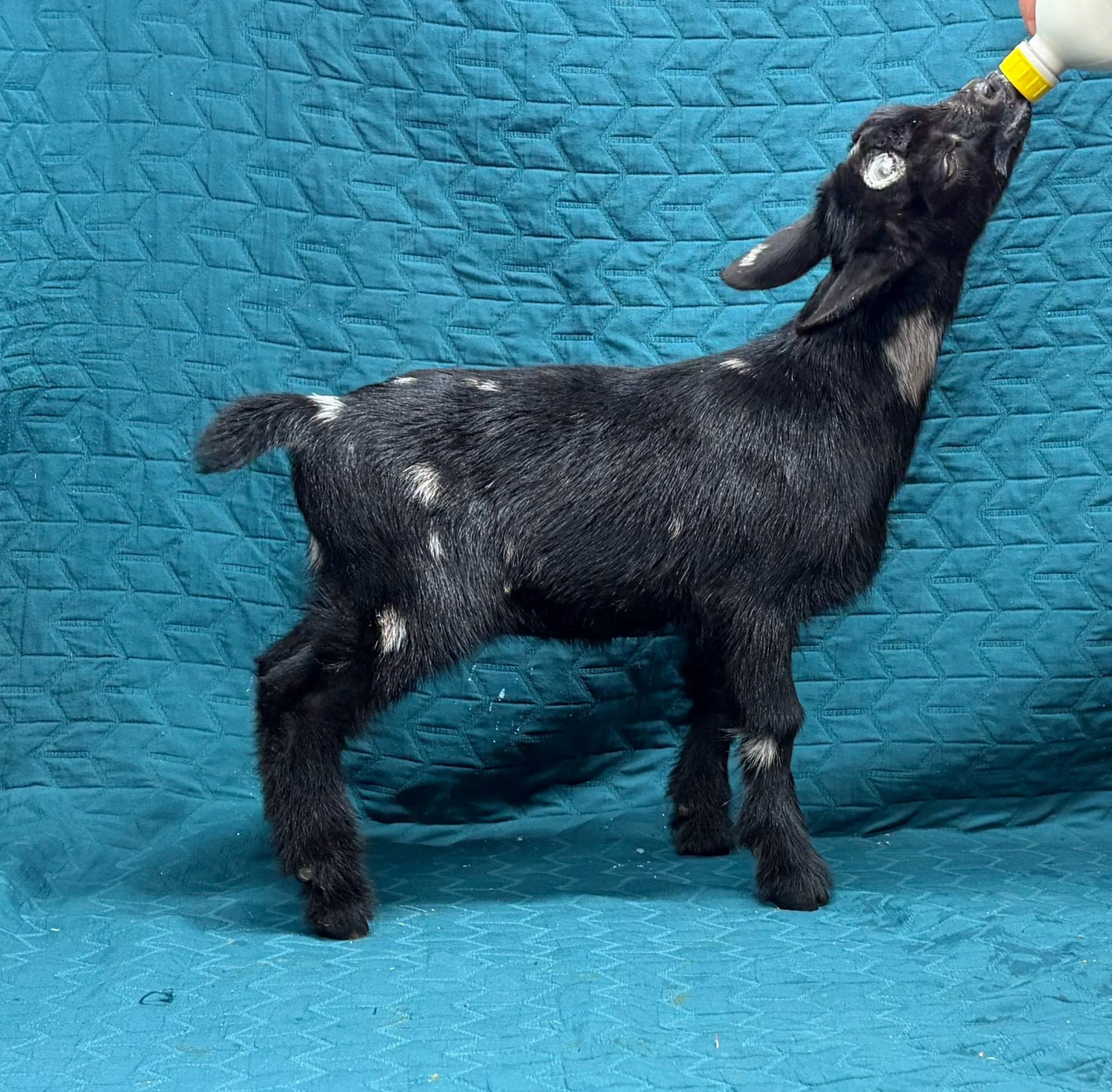 Russian Ridge Starry Knight x Russian Ridge Eugenie doe