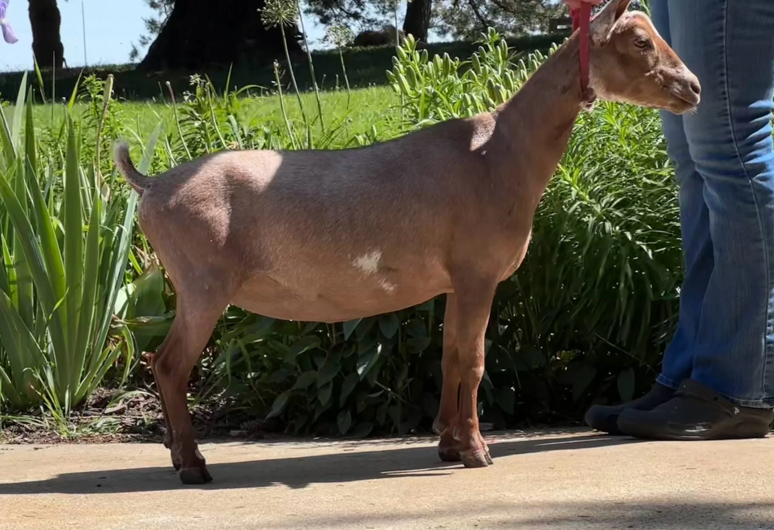 Dry yearling Russian Ridge Freydis (Russian Ridge Regal Radiance x Russian Ridge Lucille) FOR SALE