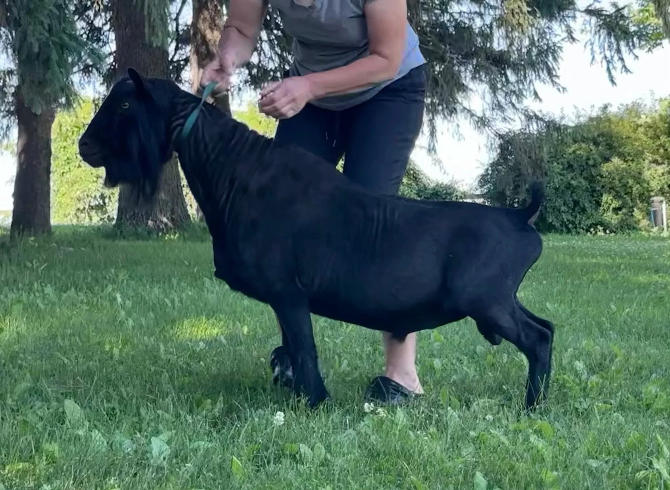 Russian Ridge Shadow Dancer (ELITE Amethyst Acres Z Giulianni x GCH ELITE Russian Ridge OMF Esmeralda VEEE92)
RESERVED