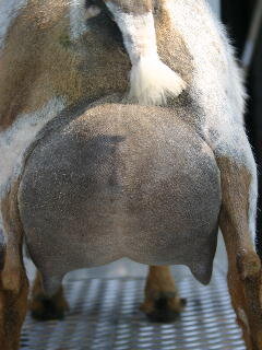Dam GCH/ARMCH/PGCH WoodBridge Farm Too Fancy *M *D VEEE90 6x GCH, 5x Best Udder. Photo courtesy of Olson Acres