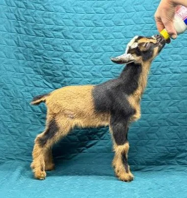 Russian Ridge Starry Knight x Castle Rock Sarawak buckling $400