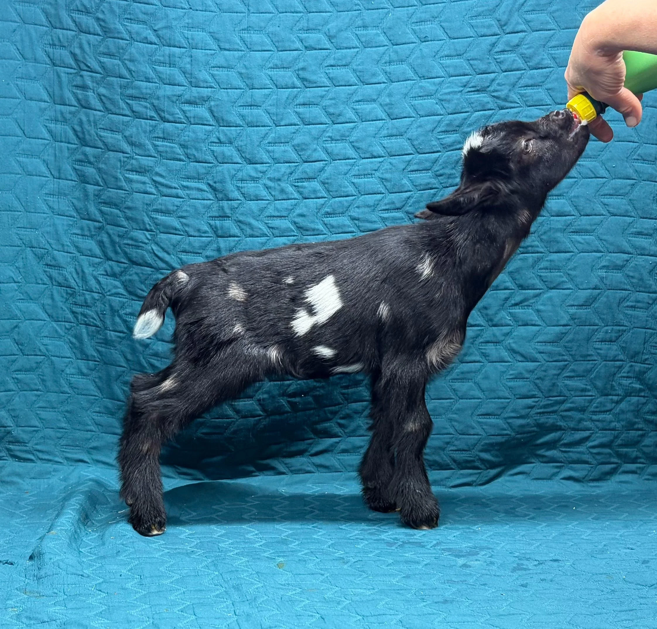 Russian Ridge Starry Knight x Russian Ridge Ariadne buck RESERVED