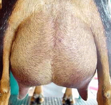 Dam of Immediately, Oliv A SuddN & Swift-Leigh:
Old Mountain Farm Suddenly 2*M
Photo Courtesy of Old Mountain Farm