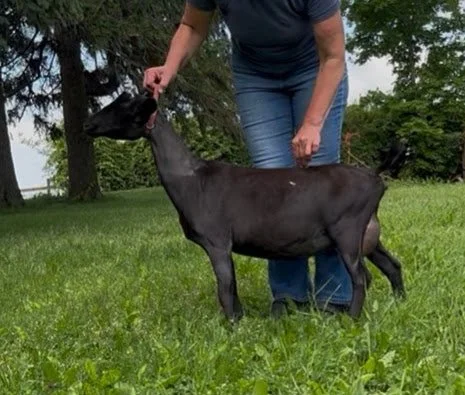 Milking Yearling Russian Ridge S'Thern Night (Winning Streak O S'Thern Night x Shere County Mariana Dove) FOR SALE