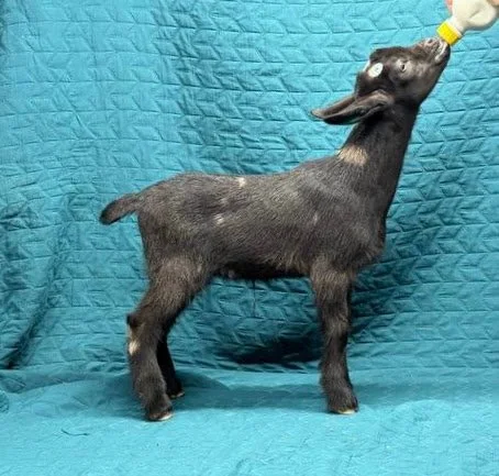Russian Ridge Starry Knight x Russian aridge Koh-I-Noor doeling $400