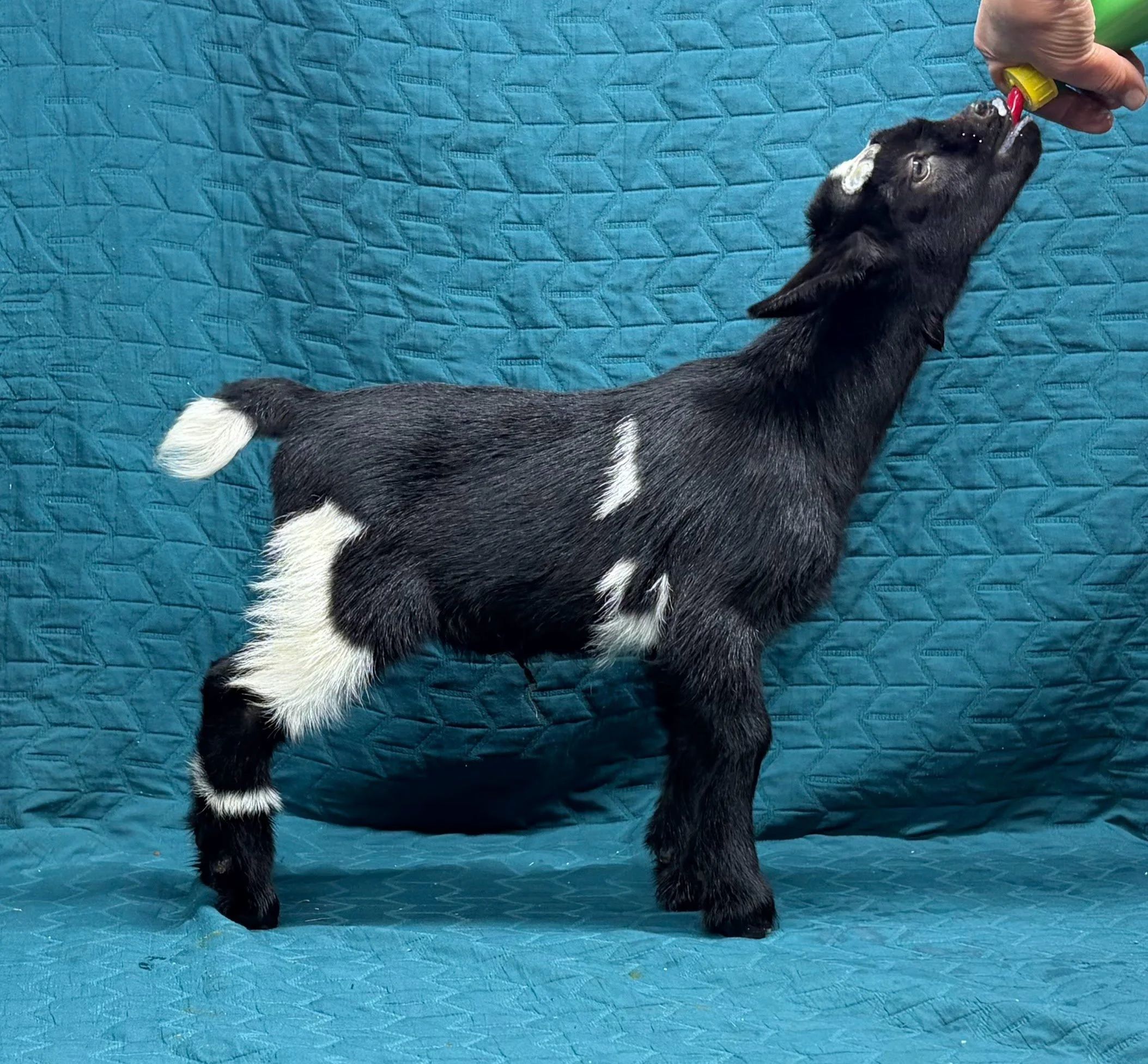 Russian Ridge Highlander x GCH ELITE Russian Ridge Estelle buck