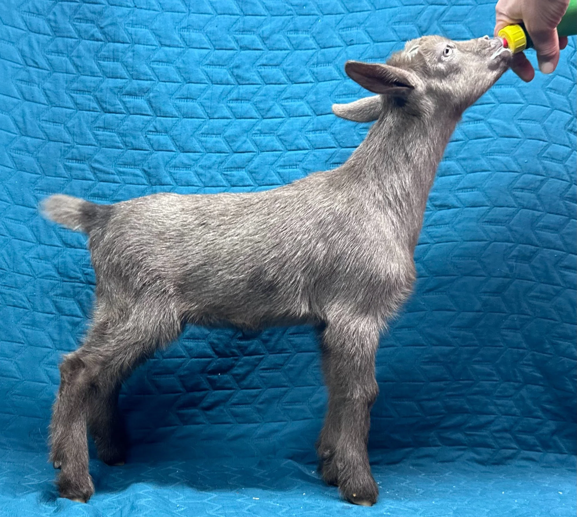 Russian Ridge Starry Knight x Russian Ridge Tiffany; Chocolate with moon spots  Doeling $400 