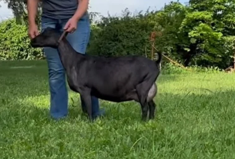 ELITE Russian Ridge Velvet Noir (Amethyst Acres Z Giulianni x Russian Ridge OMF Esmeralda (VEEE92) FOR SALE
