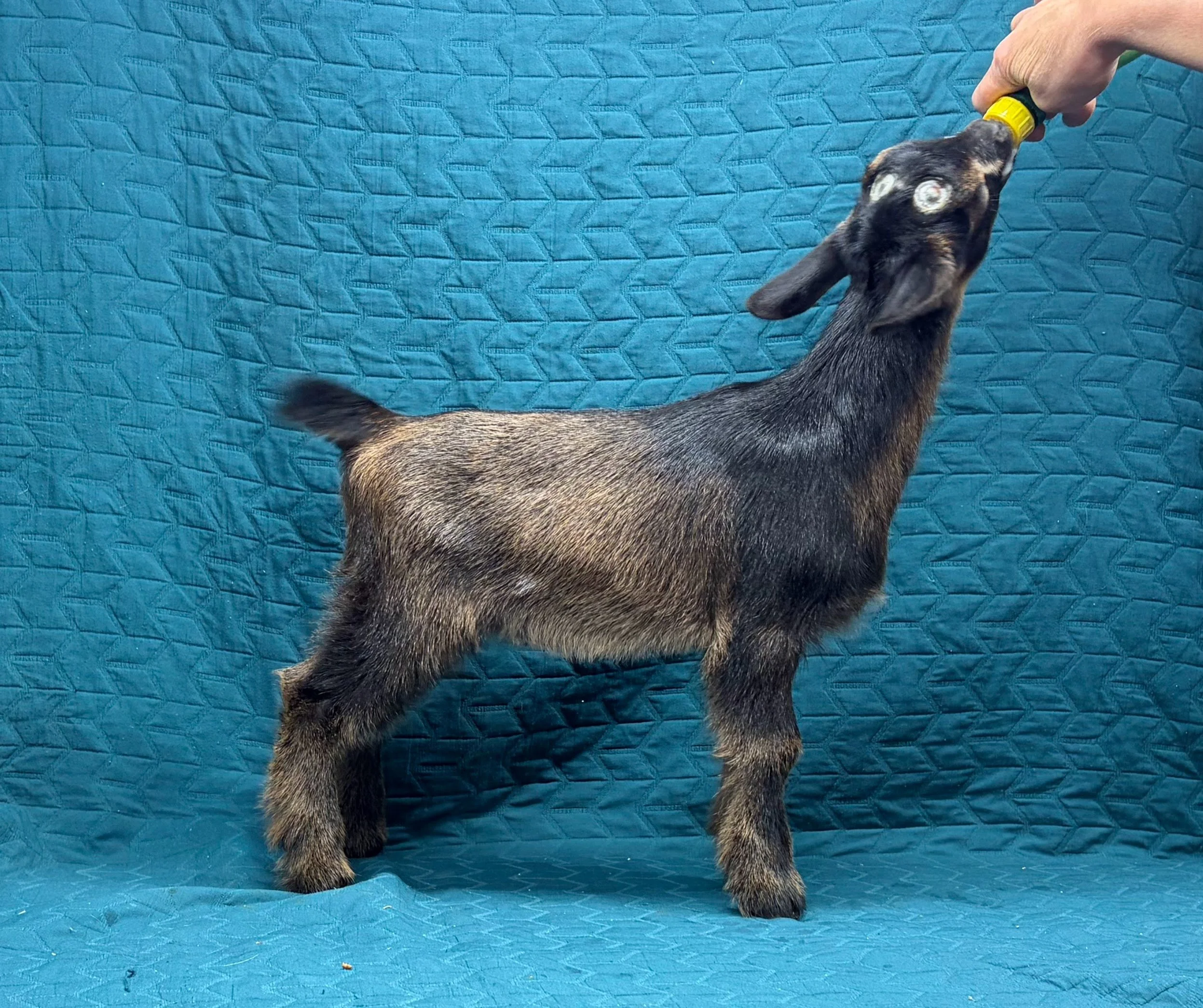 Russian Ridge Highlander x Russian Ridge Wednesday doeling