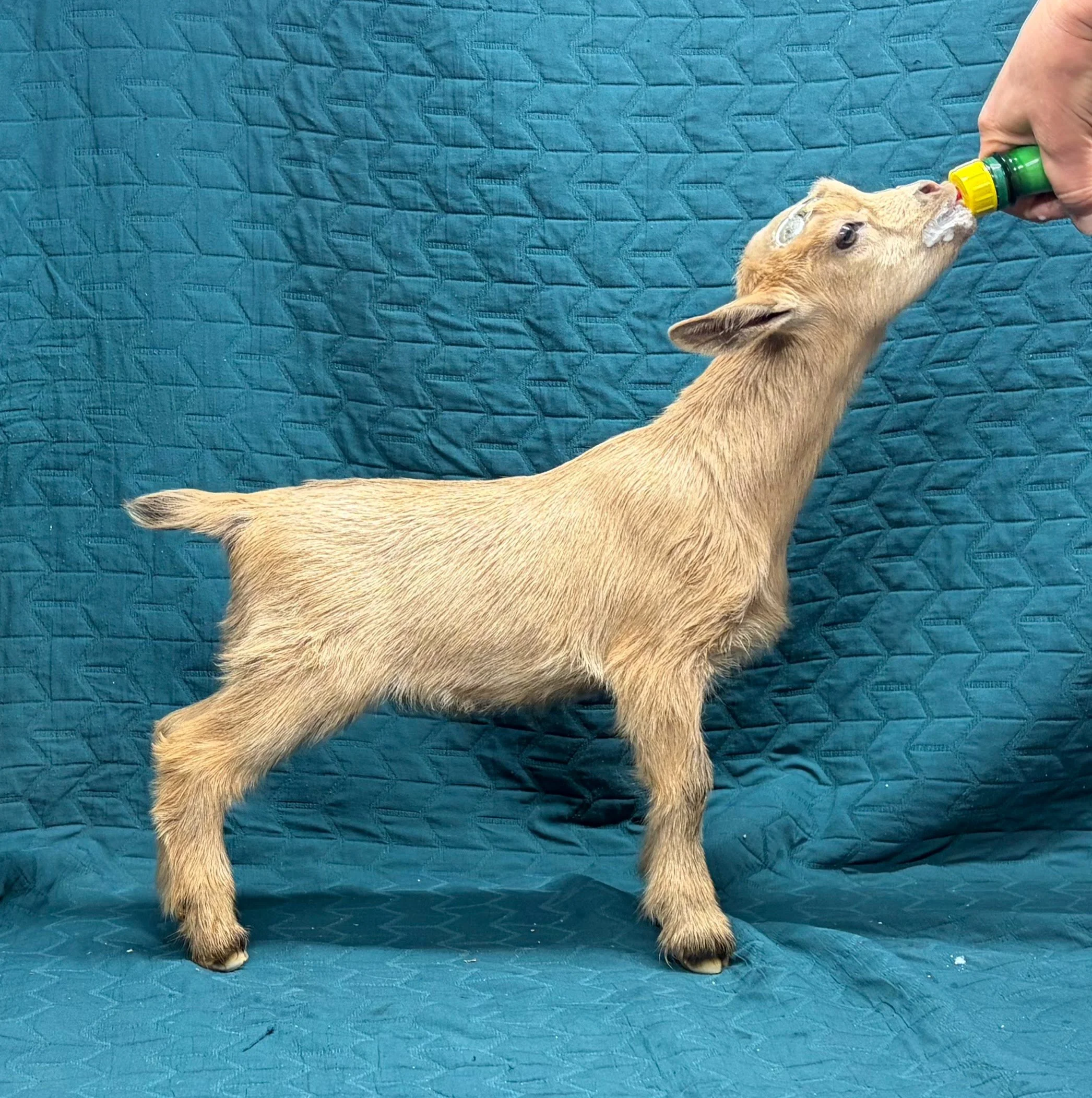 Russian Ridge Starry Knight x Body-Shops IB Sunflower buck