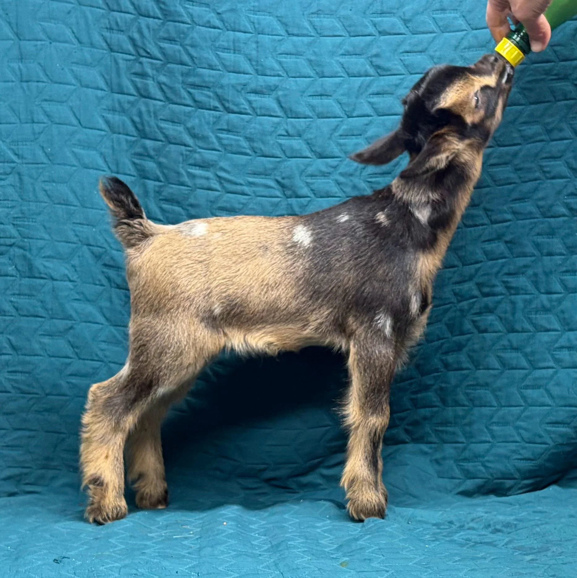 Russian Ridge Starry Knight x Russian Ridge Ariadne buck RESERVED