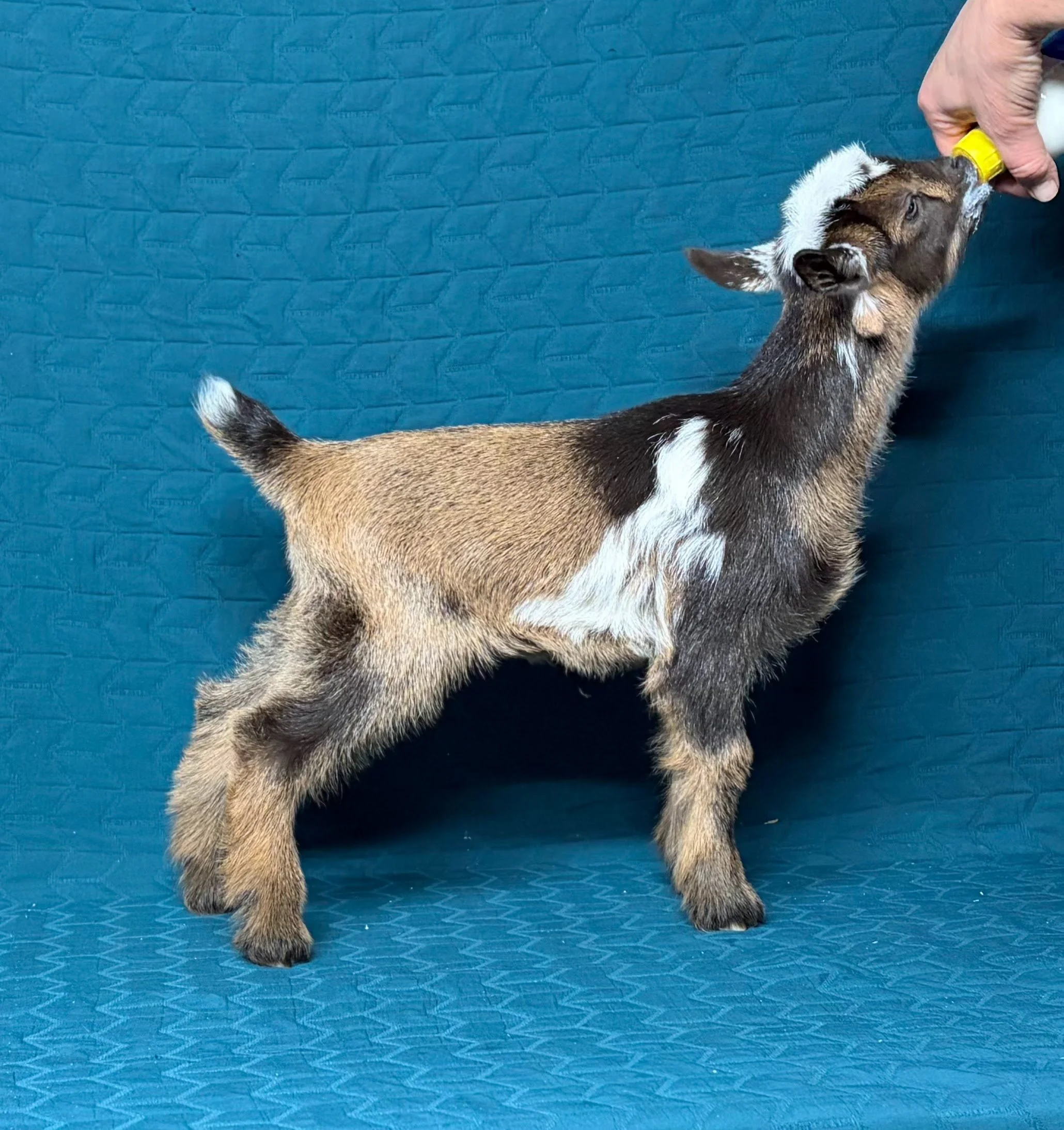 V1 doeling Castle Rock Mr Trilby AI x Russian Ridge Mata Hari $500