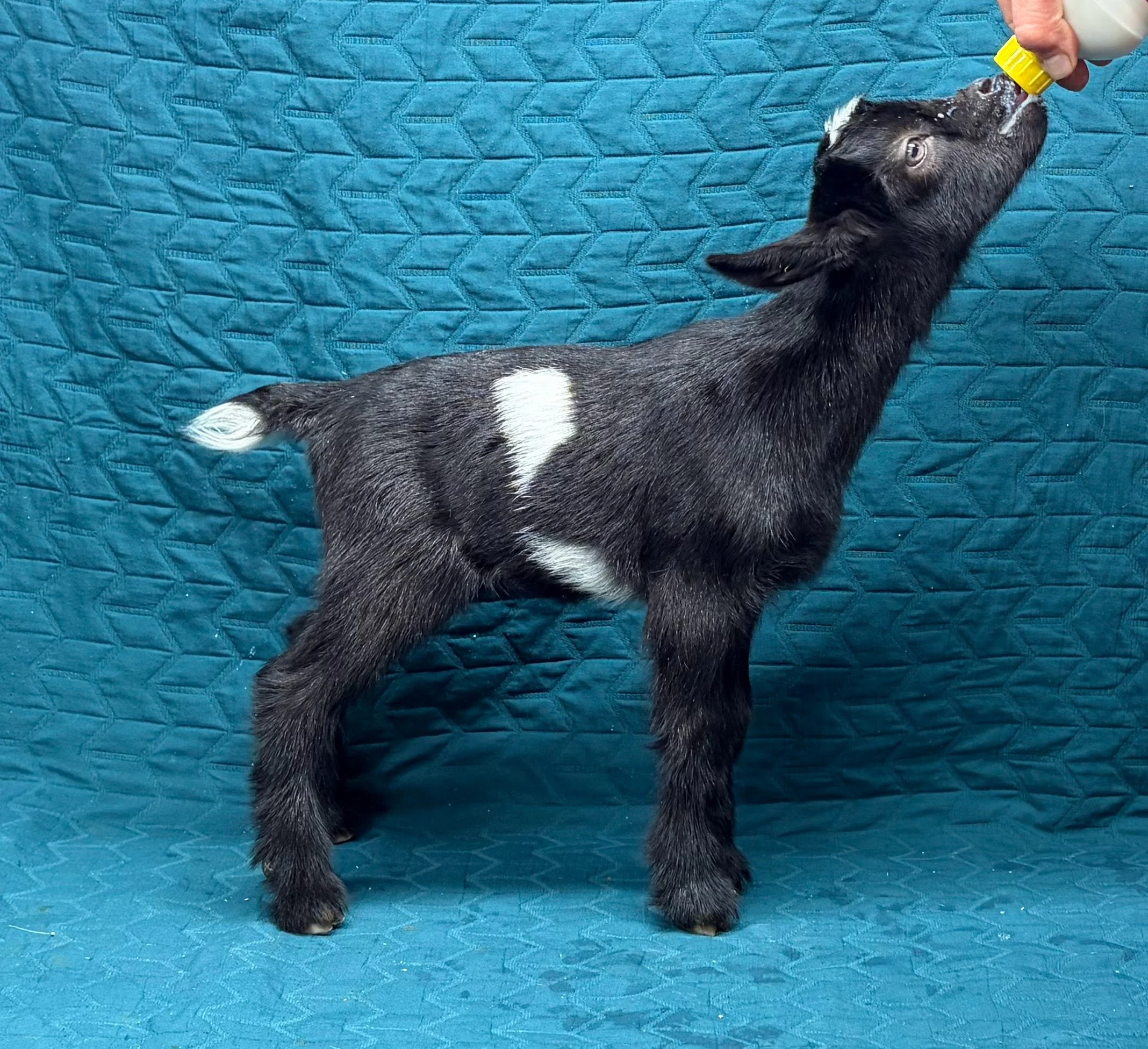 Russian Ridge Starry Knight x Russian Ridge Sun-Kissed doe