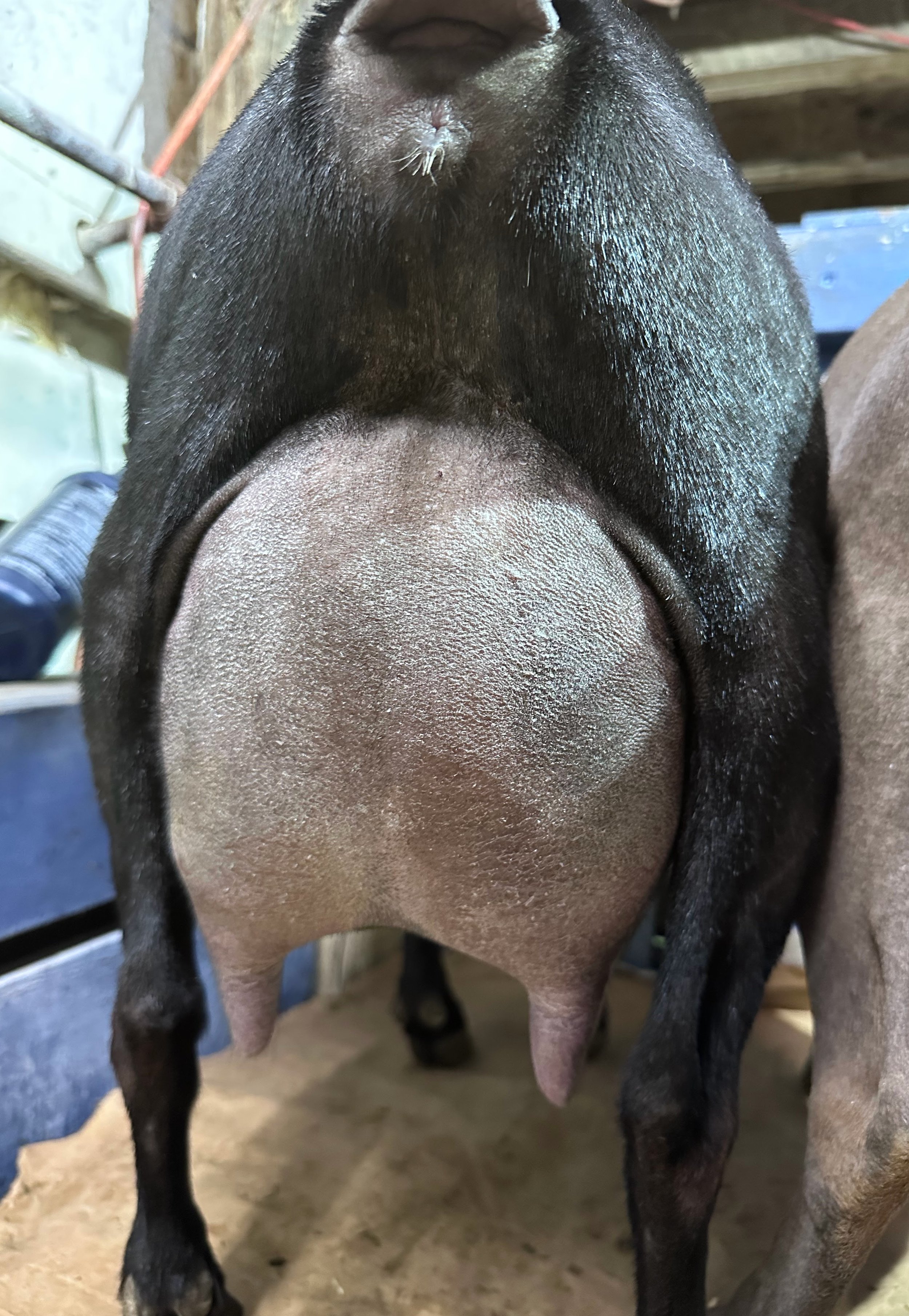 Russian Ridge Wednesday (WMAF Everhart x Russian Ridge OMF Esmeralda) RESERVED