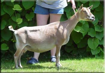 Sire's Dam: 2*M Deldale Fawn * D E AR 2157 EEEV91