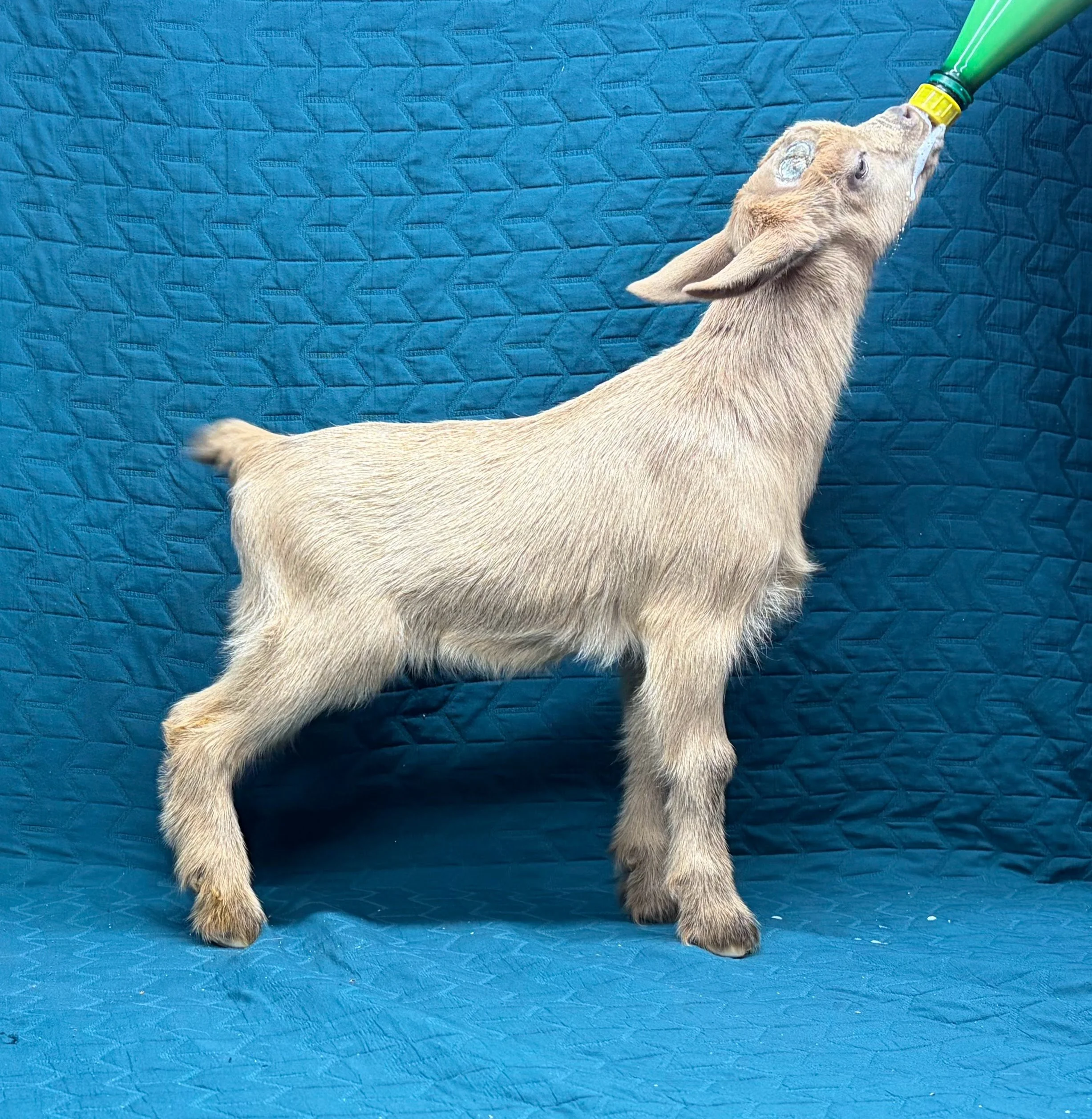 Russian Ridge Starry Knight x Body-Shops IB Sunflower buck