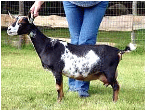Dam of Immediately, Oliv A SuddN & Swift-Leigh:
Old Mountain Farm Suddenly 2*M
Photo Courtesy of Old Mountain Farm