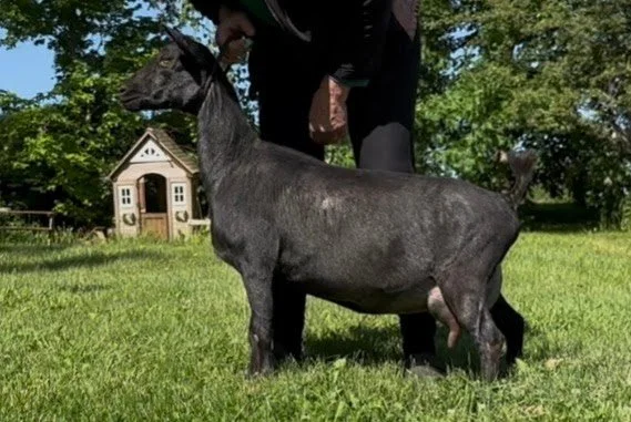 Russian Ridge Wednesday (WMAF Everhart x Russian Ridge OMF Esmeralda) RESERVED