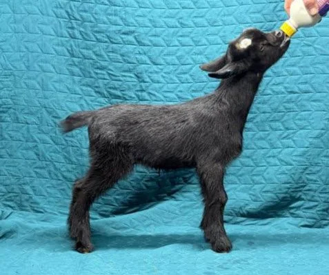 Russian Ridge Starry Knight x Shere Country Mariana Dove doeling $400