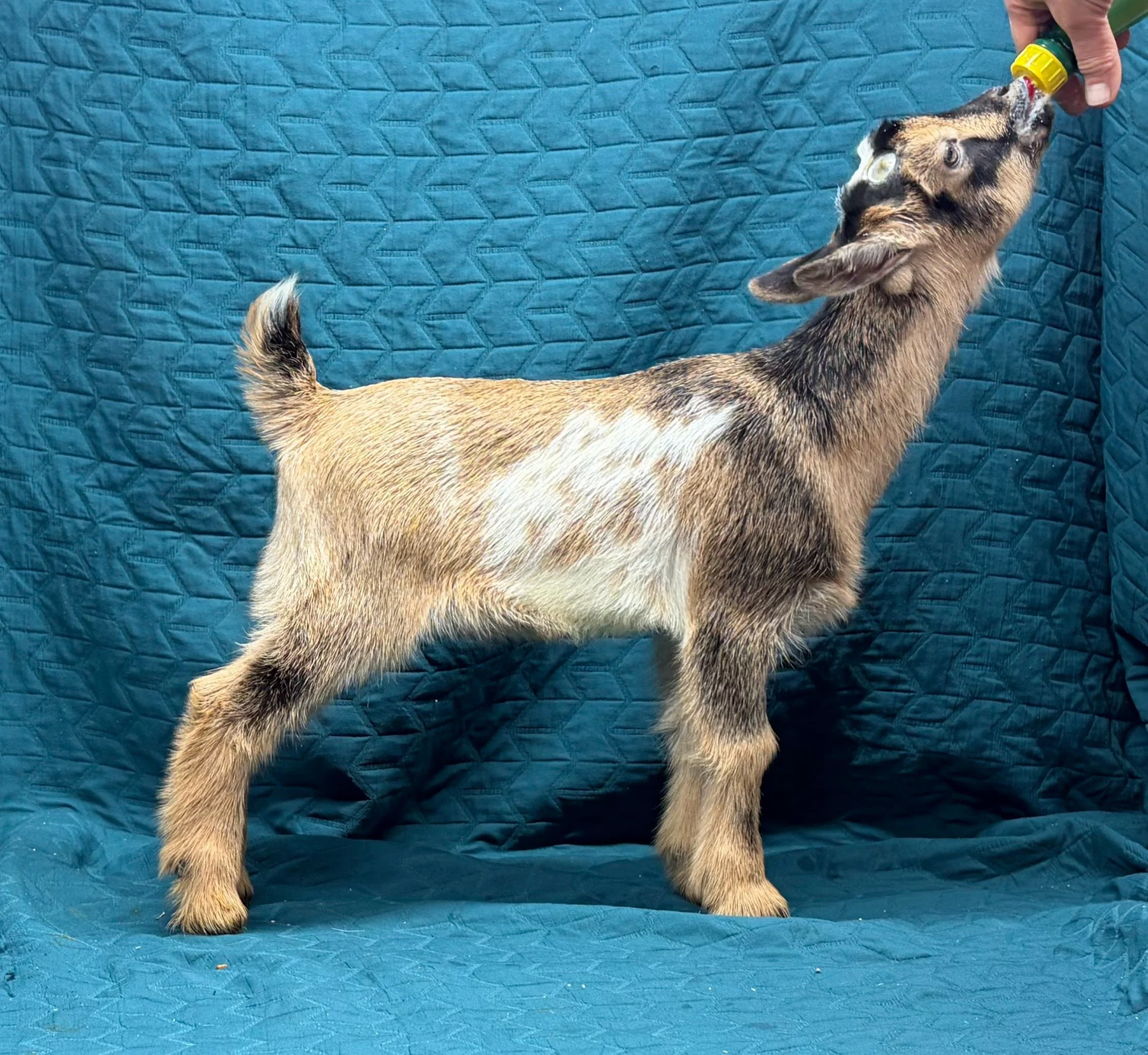 Russian Ridge Highlander x Russian Ridge Wednesday doeling