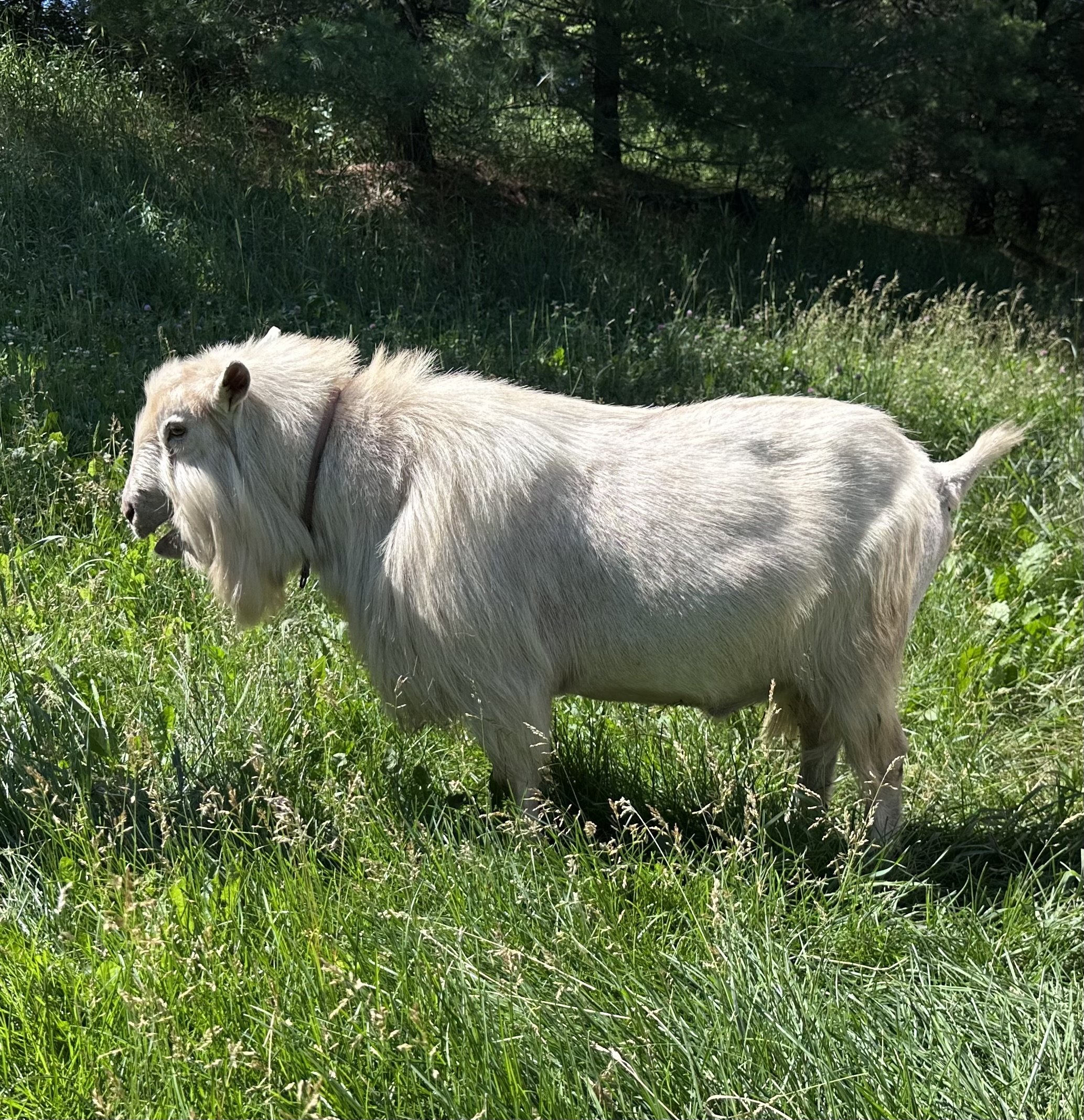 RUSSIAN RIDGE ARCTIC LIGHT (SPRINGWATER ABOMINABLE X GCH RUSSIAN RIDGE OMF ESMERALDA) SOLD
