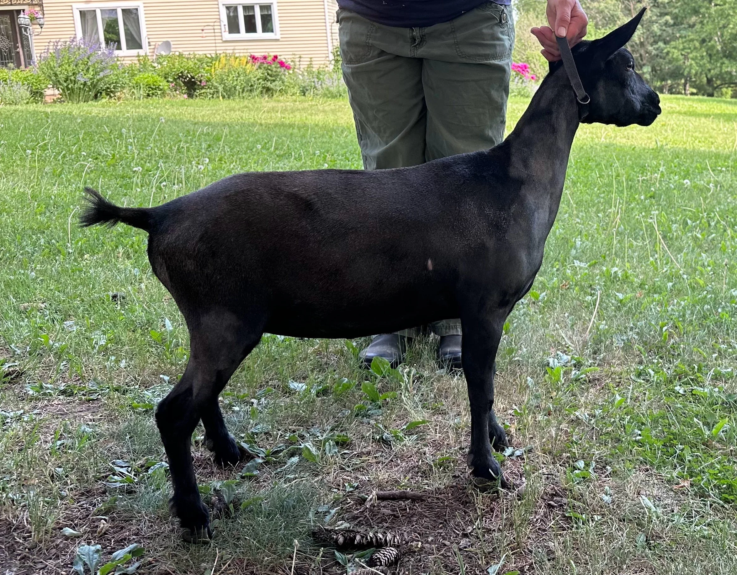 Russian Ridge Magie Noir (Russian Ridge Shadow Dancer x Russian Ridge OMF Esmeralda VEEE92 Udder 41/412/44)
RESERVED