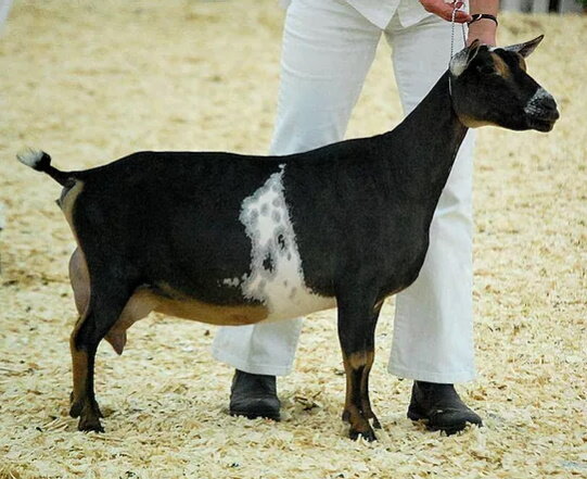 Litter Sister to Immediately:
SGCH Old Mountain Farm Swift-Leigh EEEE 93
The First Nigerian to ever score a 93 on Appraisal
Photos Courtesy of Kyeema Ridge