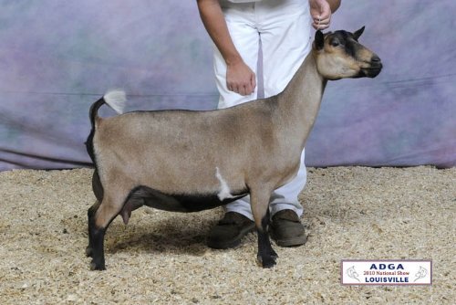 Dam's Dam: CH Woodbridge Well Honeybun (EVEE90), All American 2 year old. 4th Place at the 2011 AGS Nationals. Photo Courtesy of Wood Bridge Farm