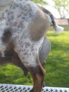 Dam GCH/ARMCH/PGCH WoodBridge Farm Too Fancy *M *D VEEE90 6x GCH, 5x Best Udder. Photo courtesy of Olson Acres