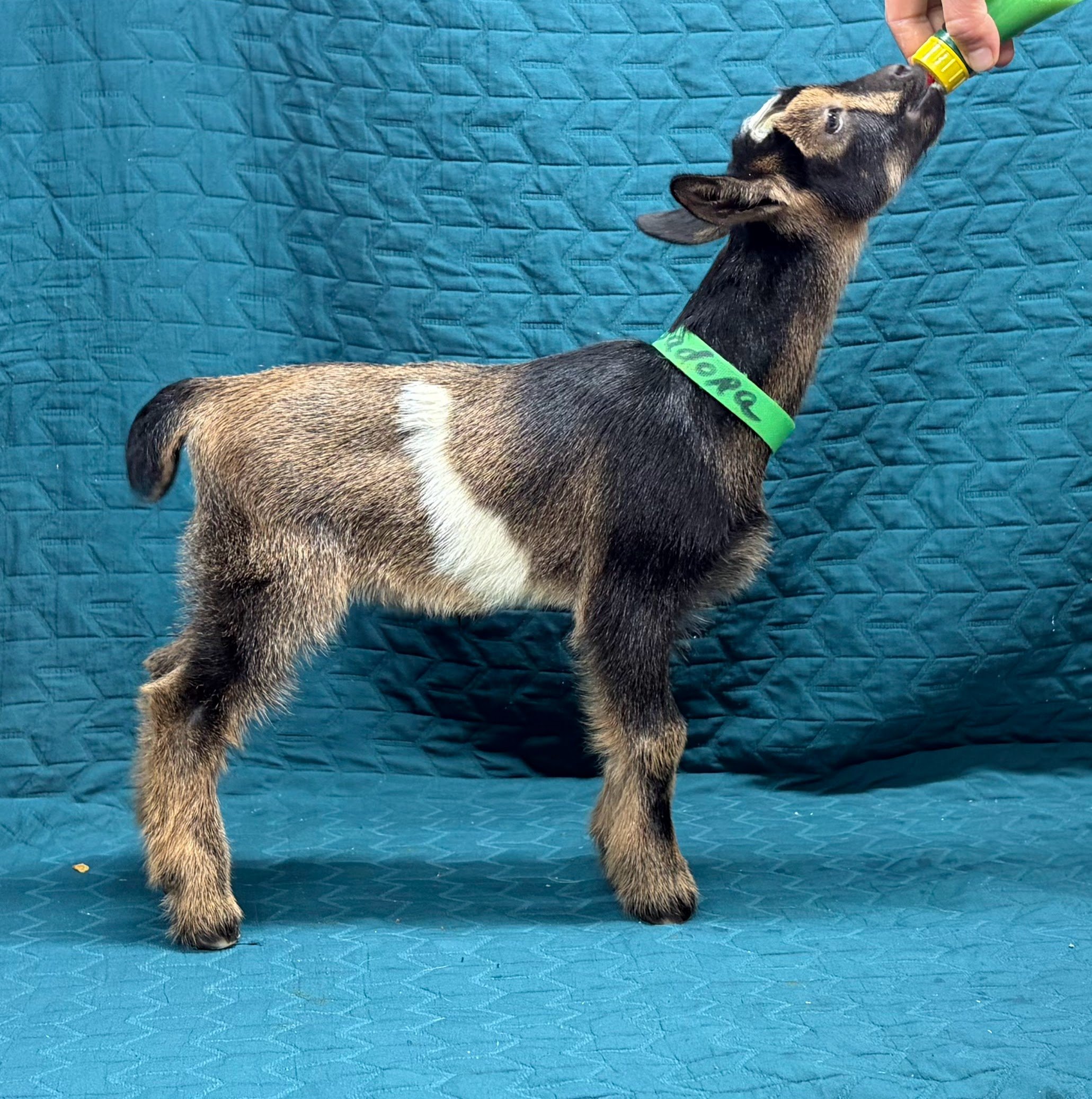 Russian ridge Highlander x Russian Ridge Isadora doeling