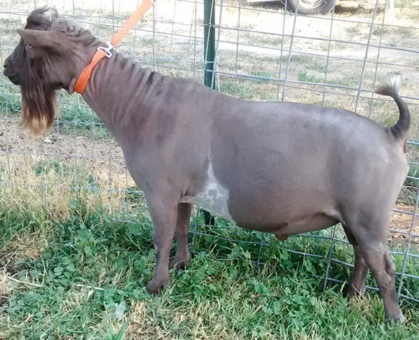 Dam's Sire Sugar Moon NS Alejandro Elite Buck