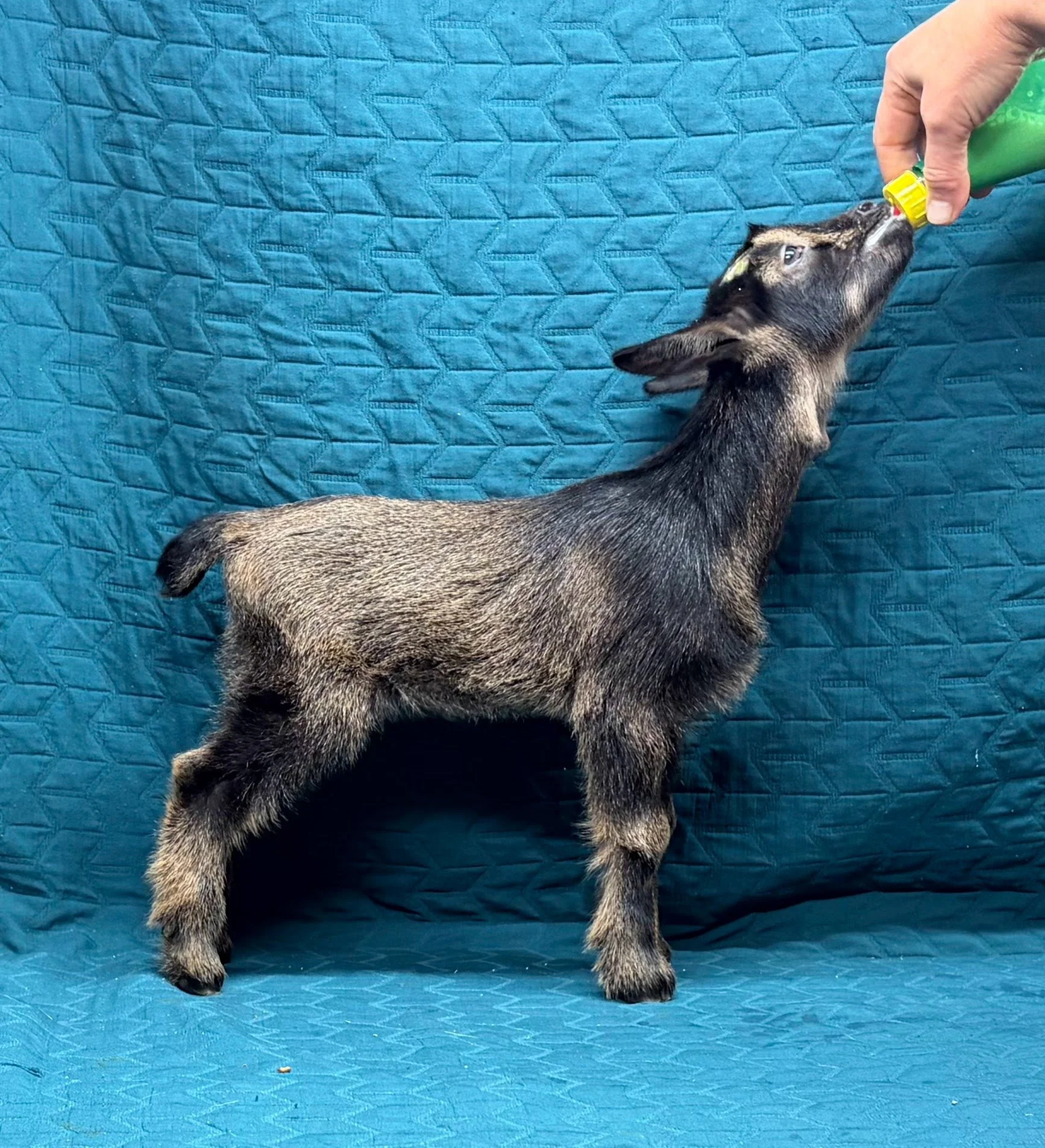 Russian Ridge Highlander x Russian Ridge Isadora doeling