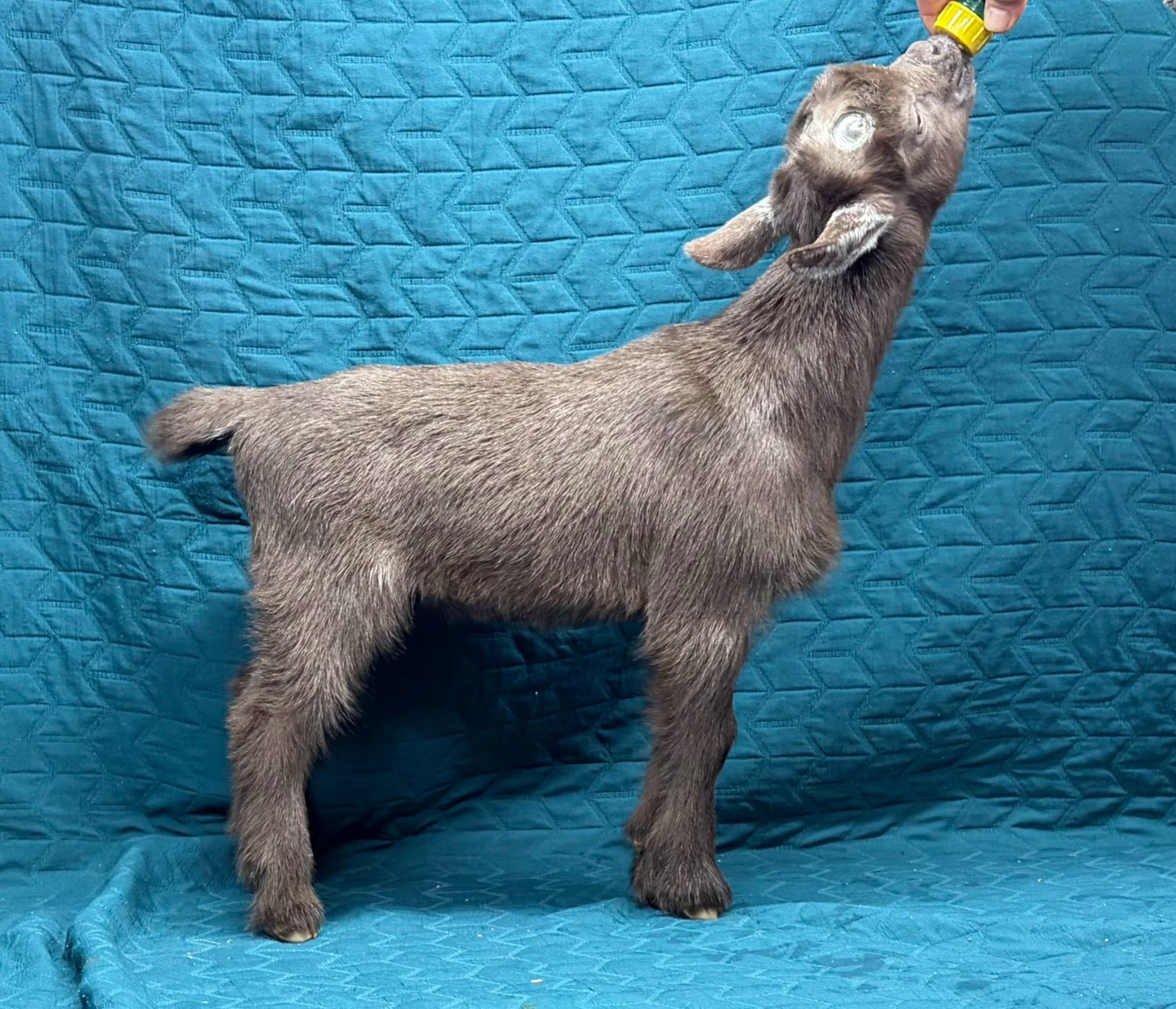 Russian Ridge Starry Knight x Russian Ridge Eugenie doe